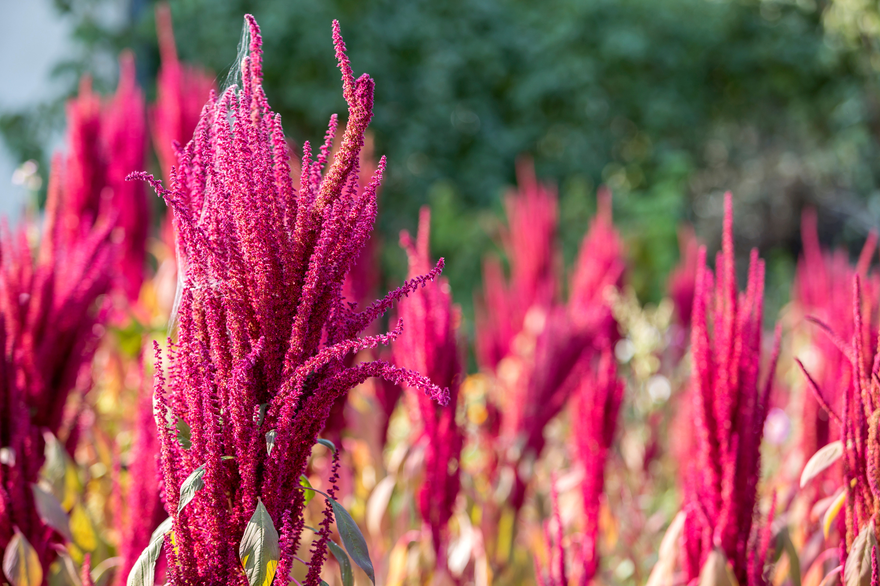 Amaranth Plant Based Nutritional Drink. Packed with 22g of vegan protein, 6g of Fiber, 23 vitamins & minerals, brain boosting mushroom blend